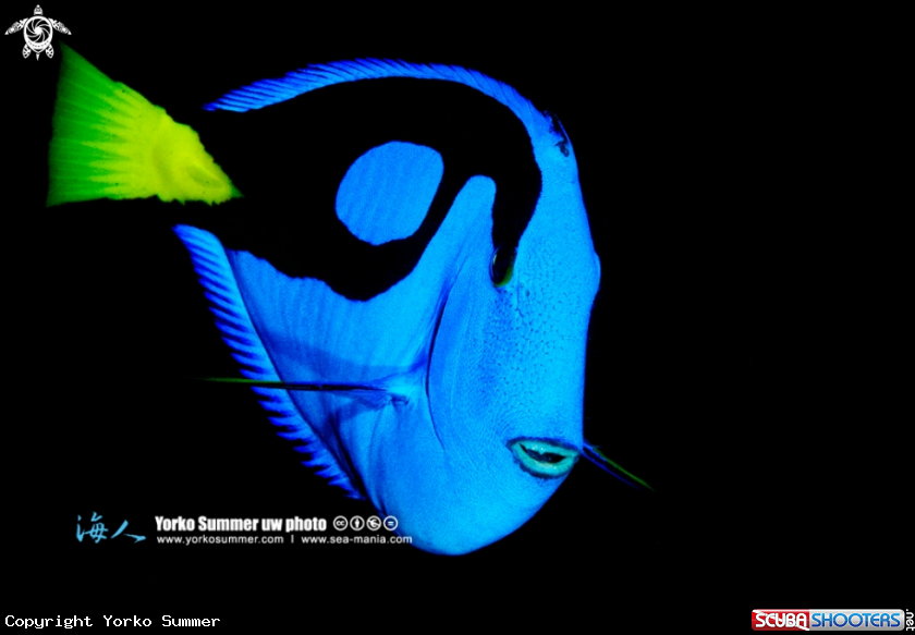 A Dory (Regal Blue Surgeonfish)