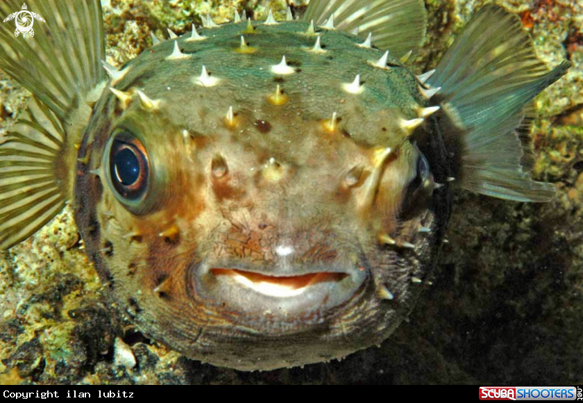 A reef fish