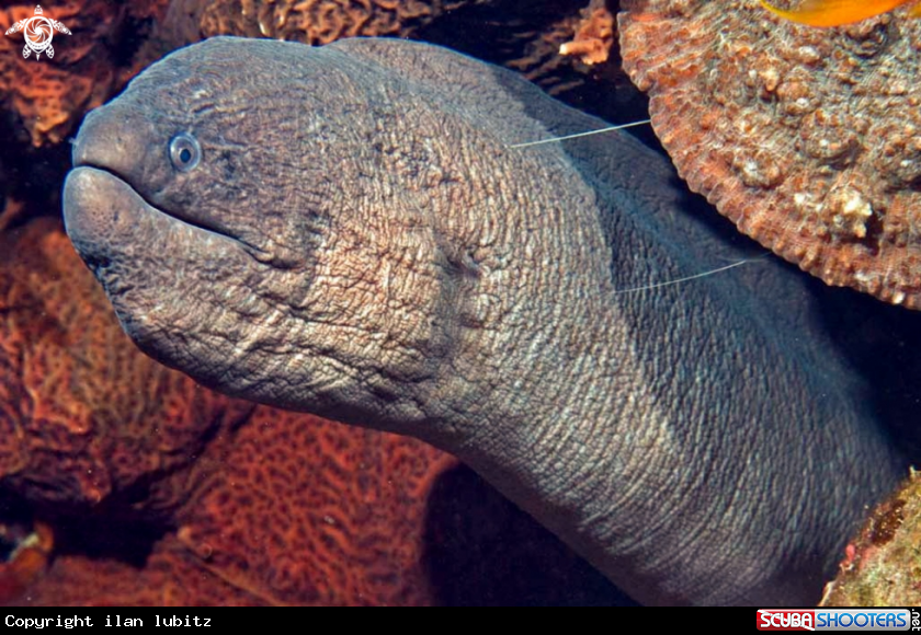 A eel