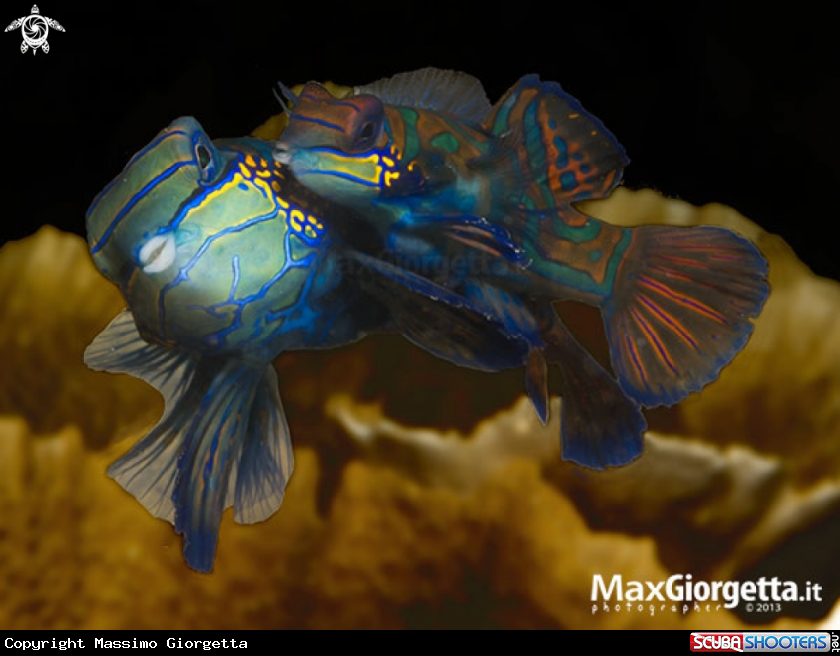 A mandarin fish