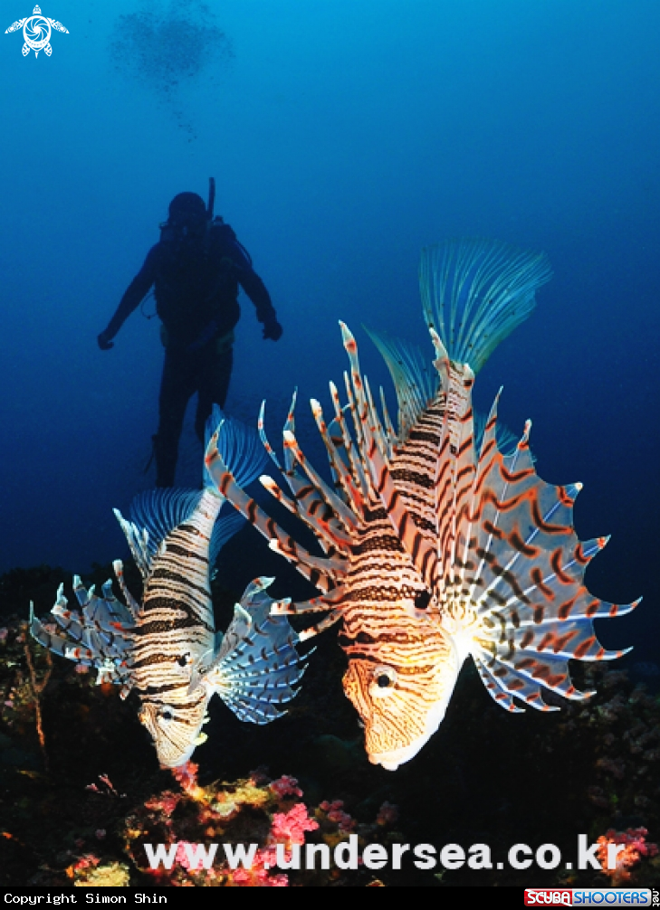 A lionfish