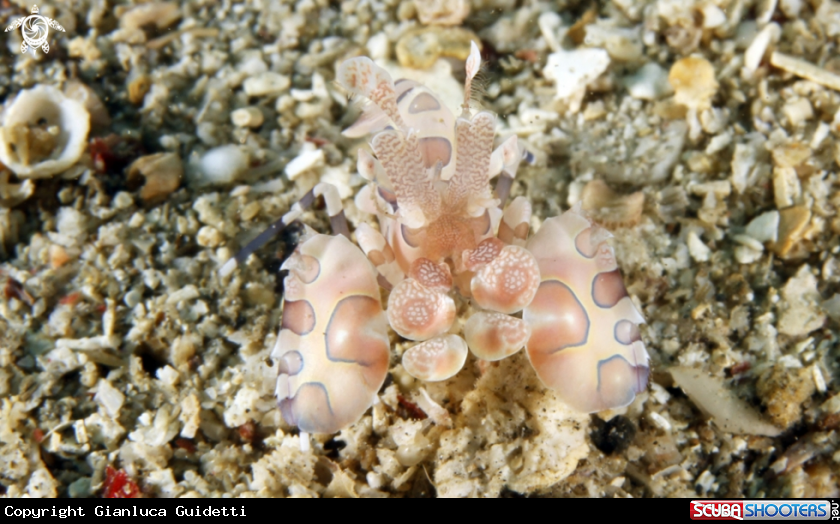 A underwater creature