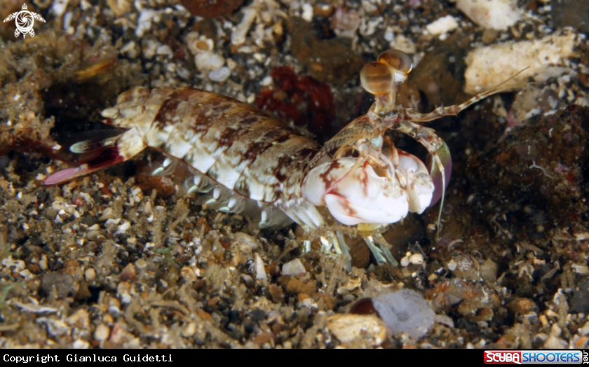 A underwater creature