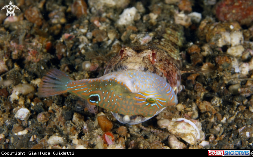 A underwater creature