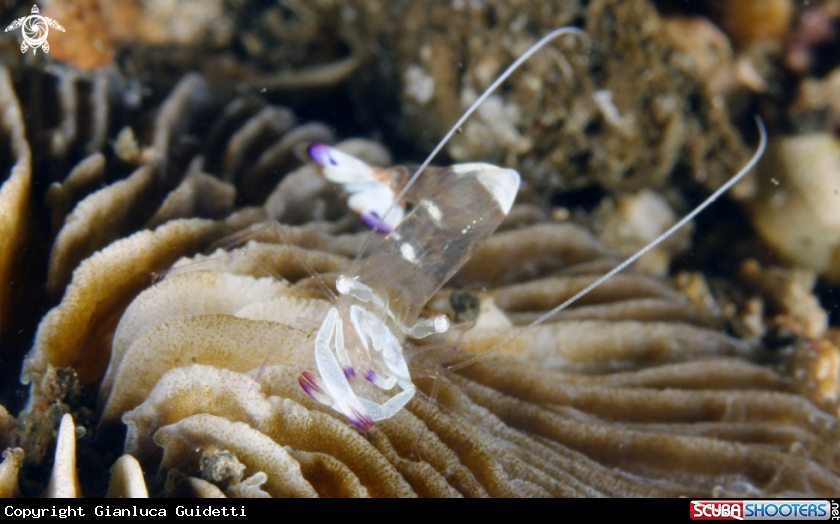 A underwater creature