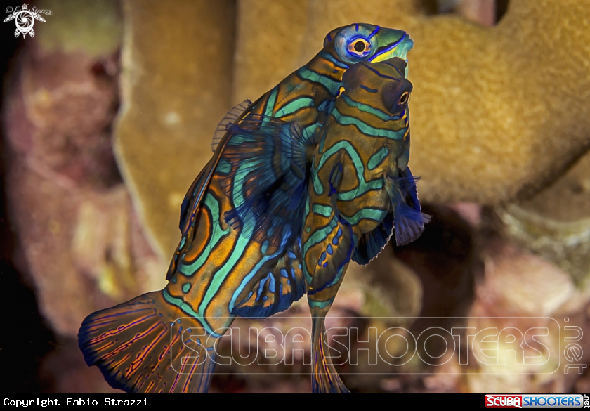 A Mandarin fish