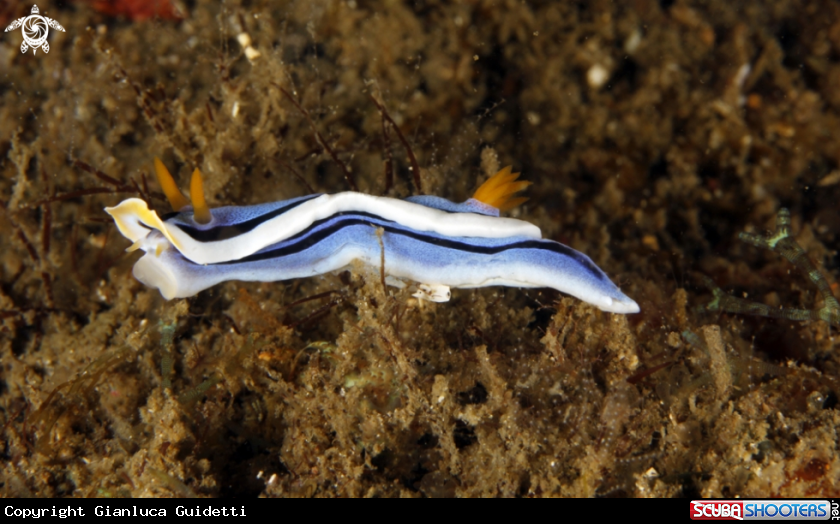 A underwater creature