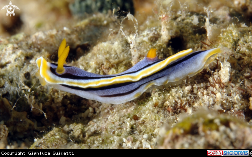 A underwater creature