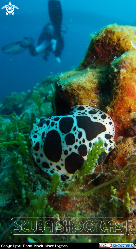 A Leopard Slug