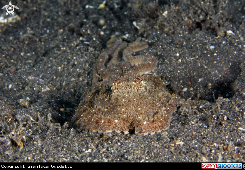 A underwater creature