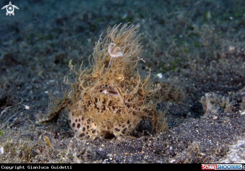 A underwater creature