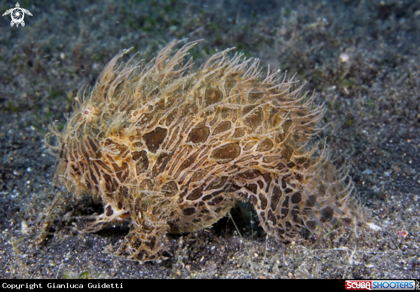 A underwater creature