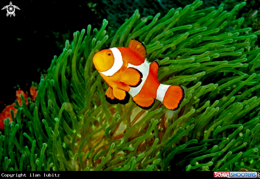 A anemone fish