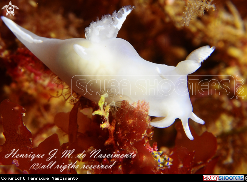 A nudibranch