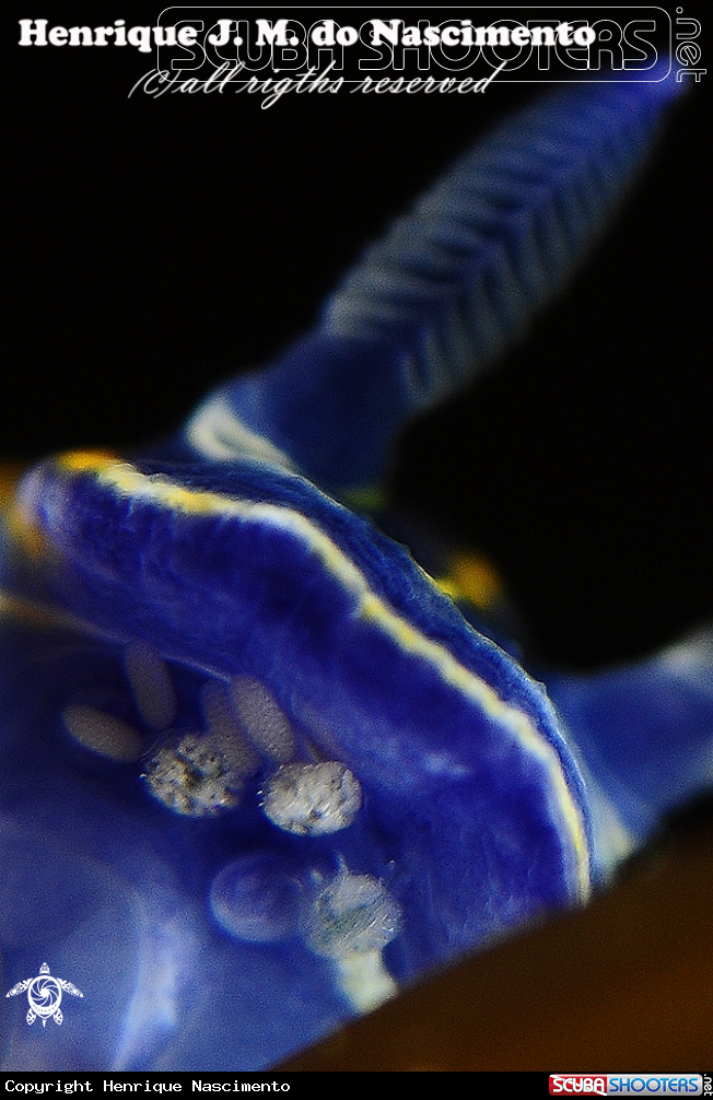 A Nudibranch