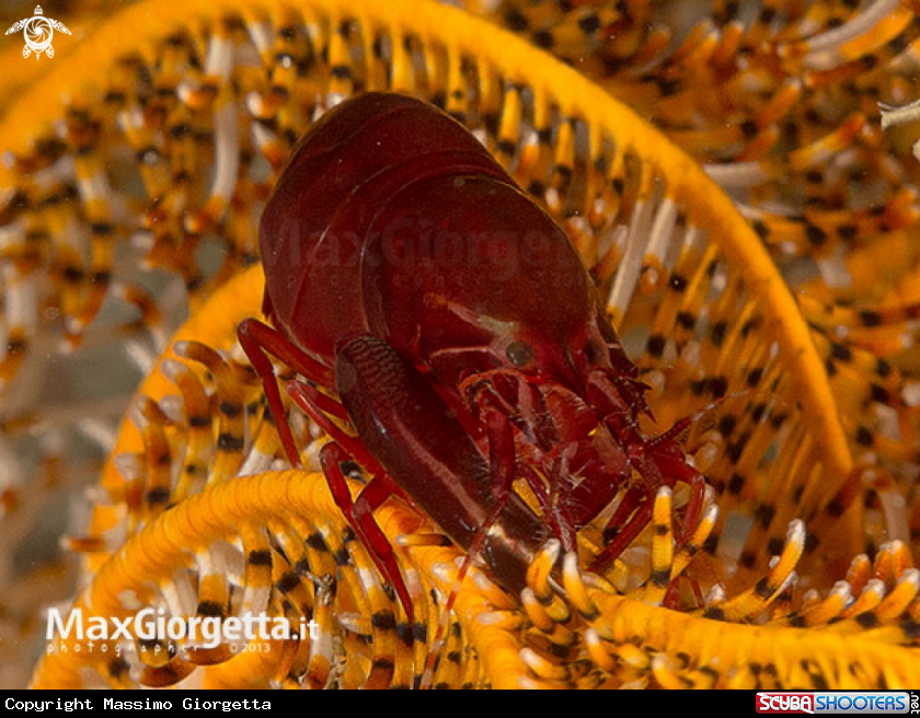 A Shrimp up crinoid