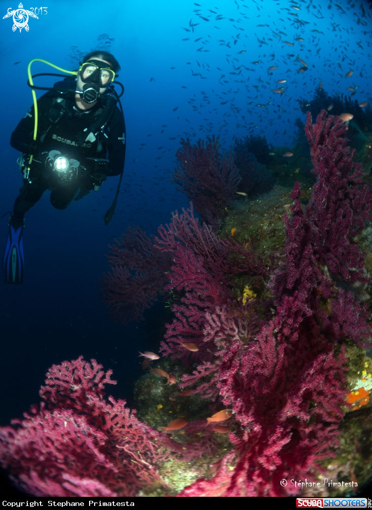 A Gorgonian fan Med Sea