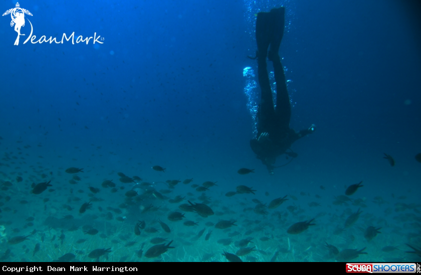 A Damsel Shoal