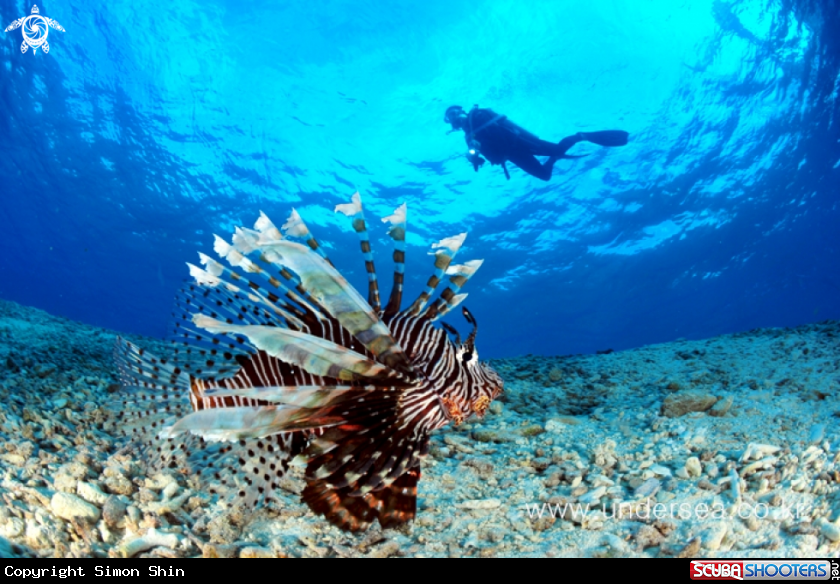 A lionfish