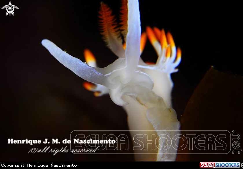 A Nudibranch