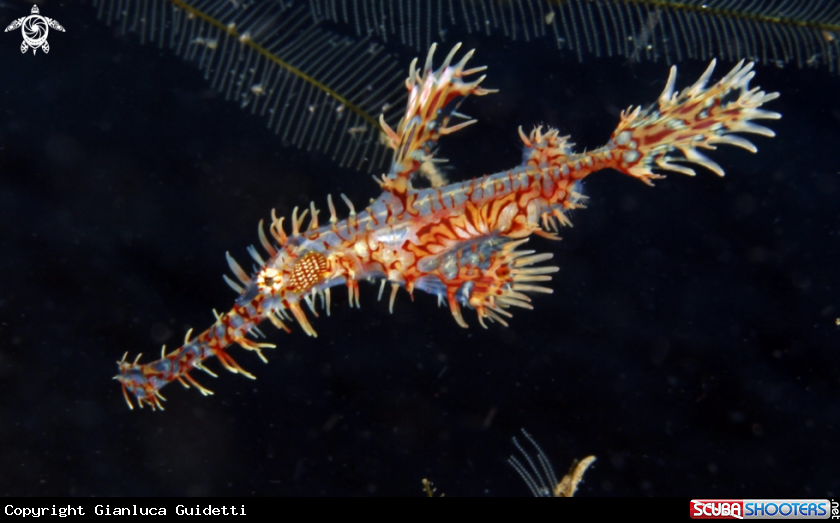 A underwater creature