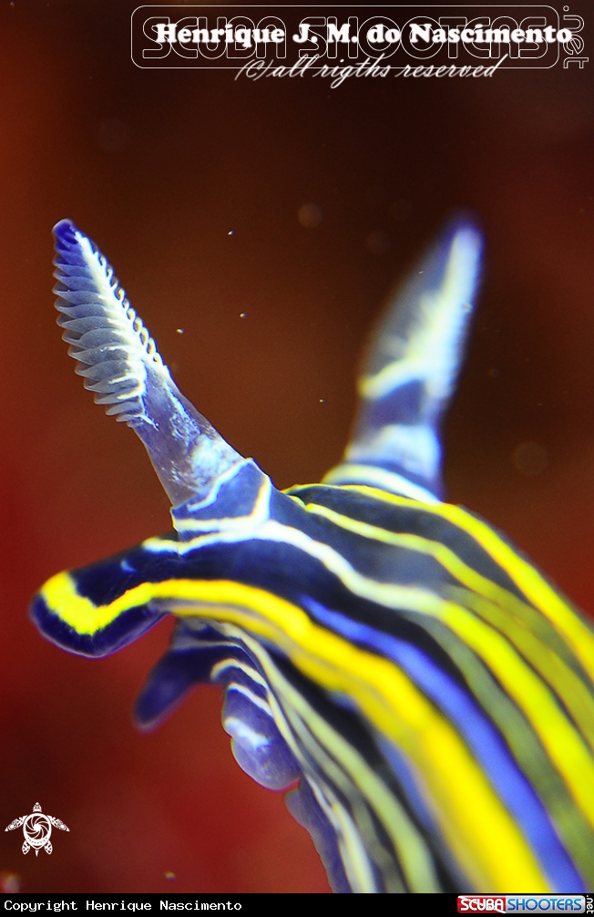 A Nudibranch