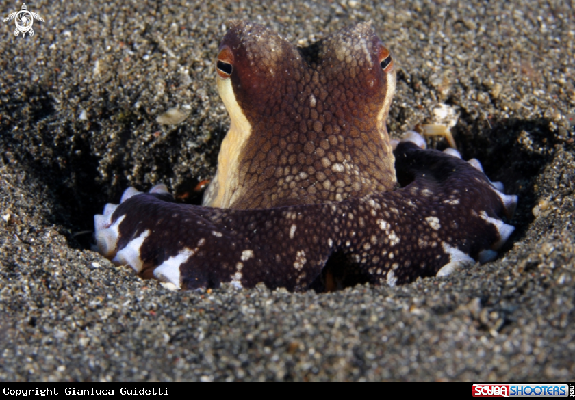 A underwater creature