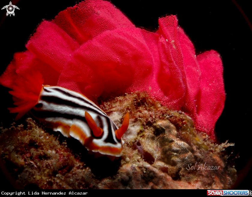 A nudibranch