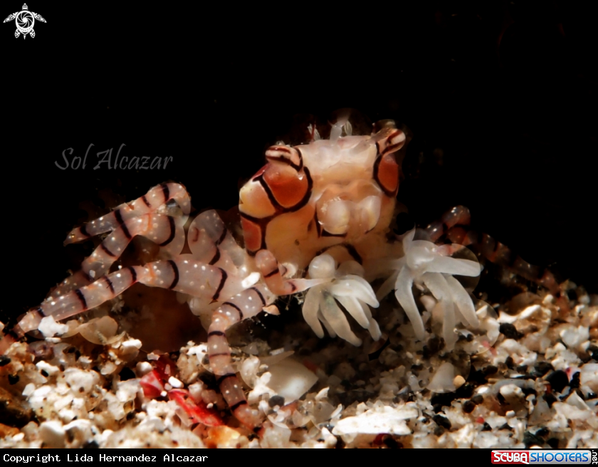 A boxer crab