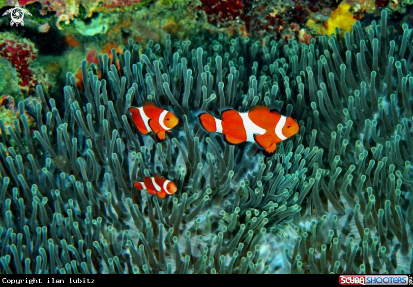 A anemone fish