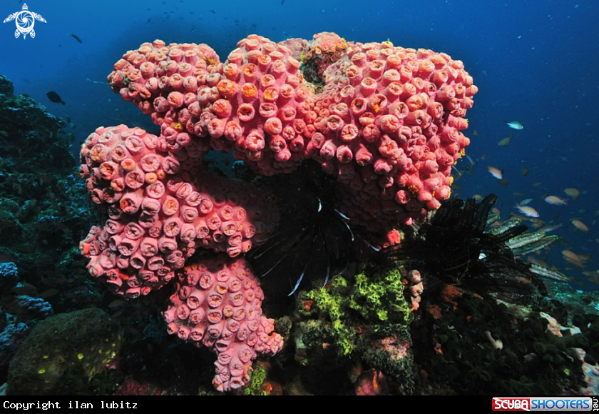 A soft corals