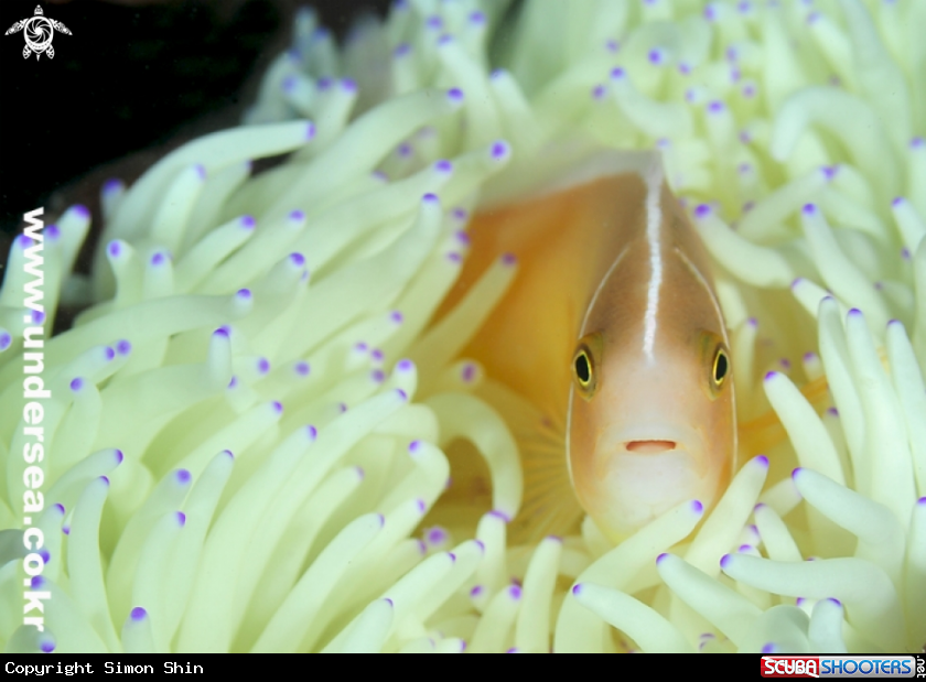 A anemone fish