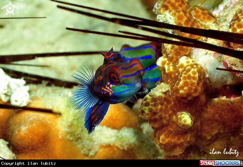 A mandarin fish