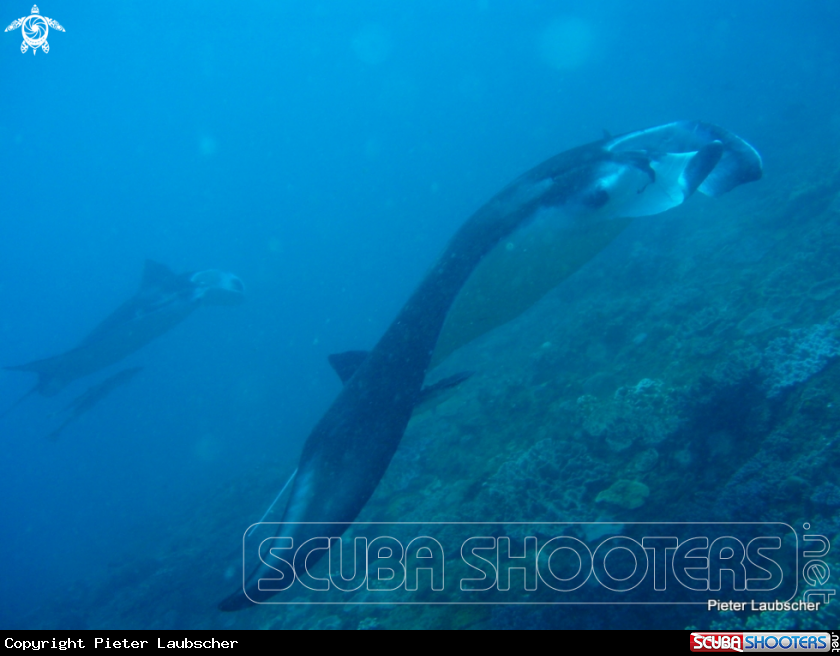 A Manta Ray