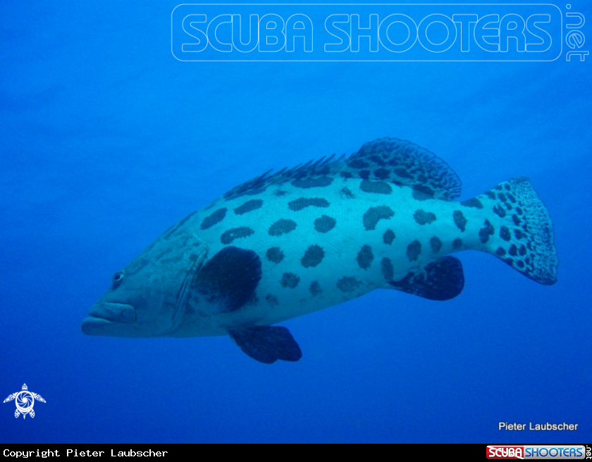 A Potato Grouper