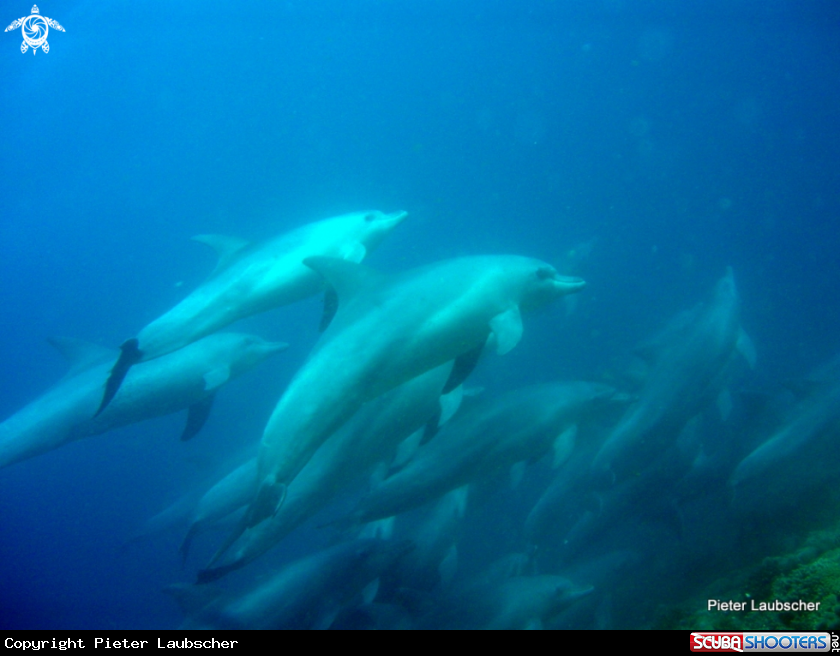 A Common dolphins