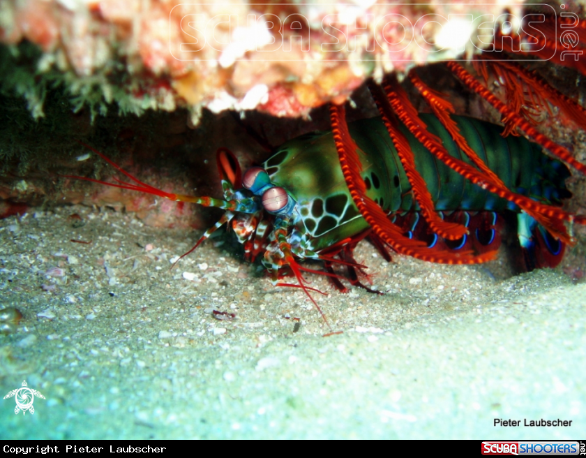 A Peacock Mantis shrimp