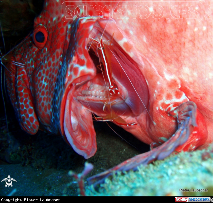 A Scarlet cleaner shrimp