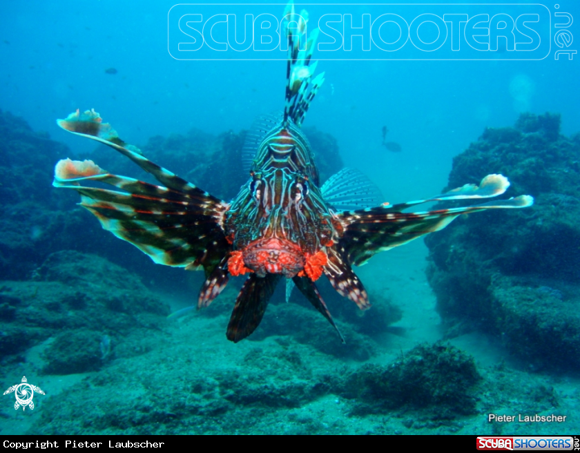 A Lionfish