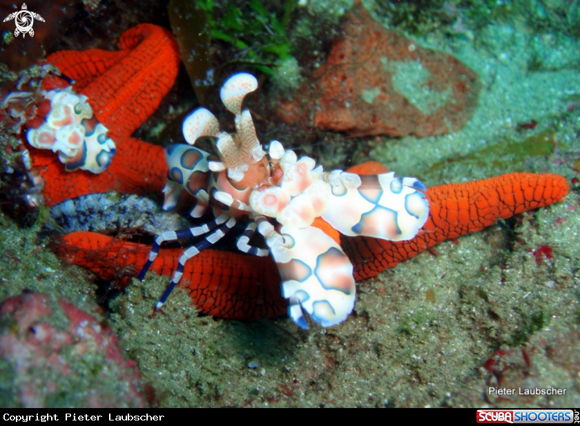 A harlequin shrimp