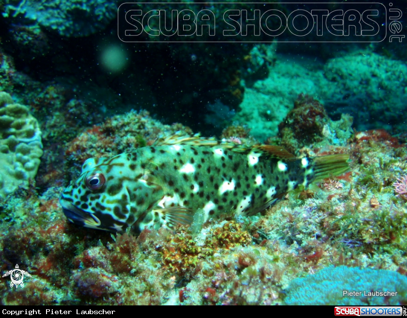 A Marbled hawkfish