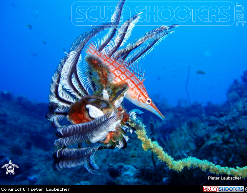 A Longnose hawkfish