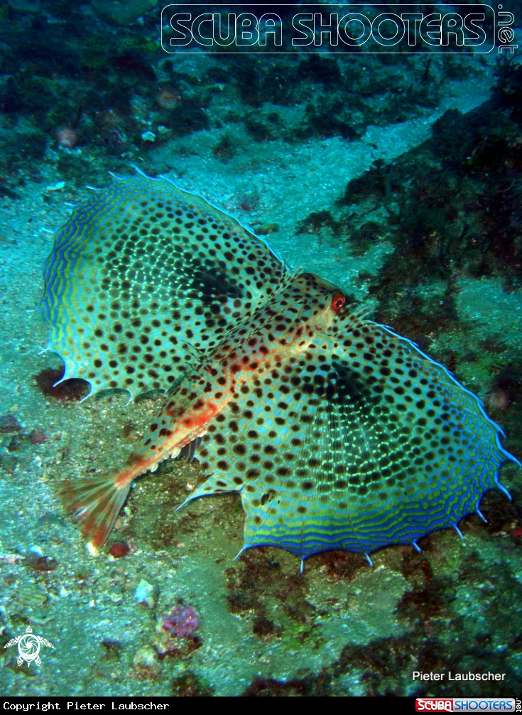 A Flying gurnard