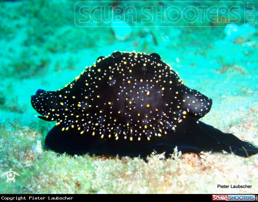 A Eggshell cowry