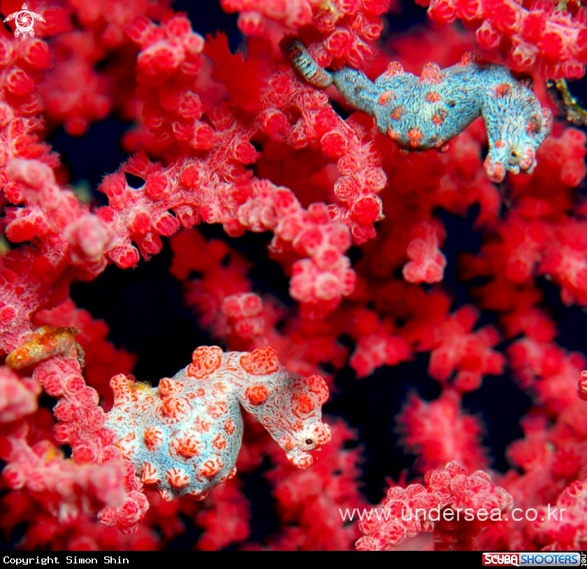 A pygmy seahorse