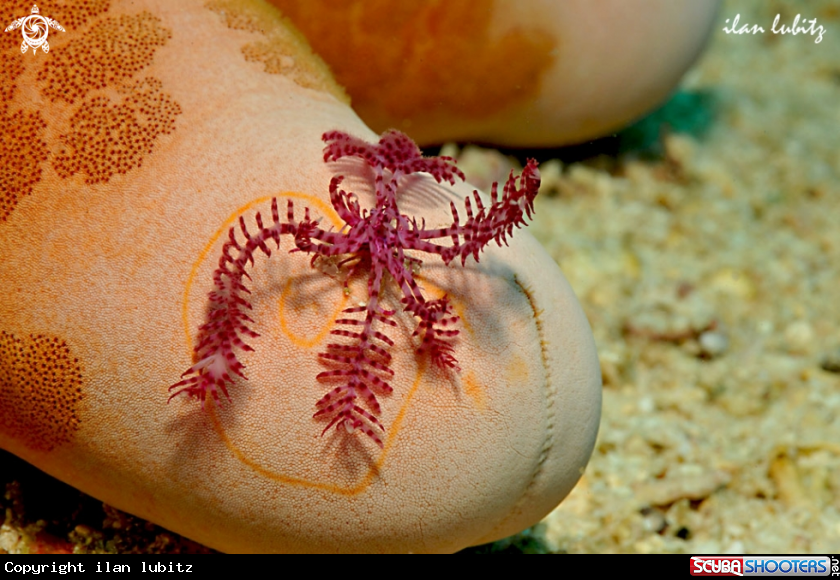 A feather star