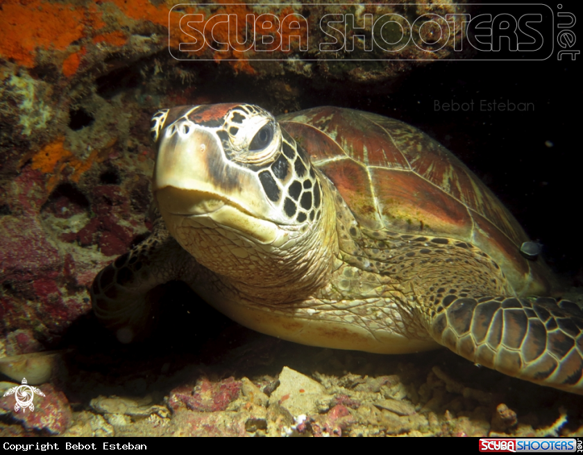 A Green Turtle