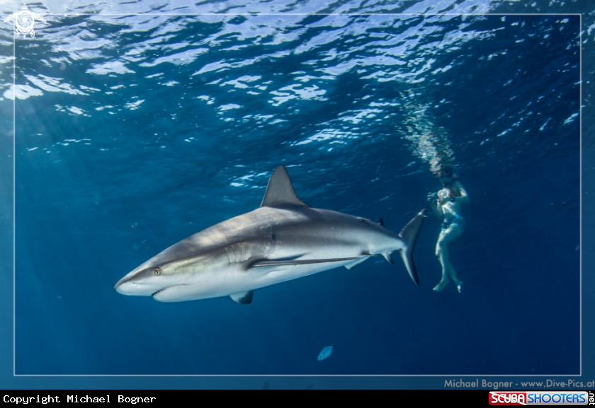 A underwater creature