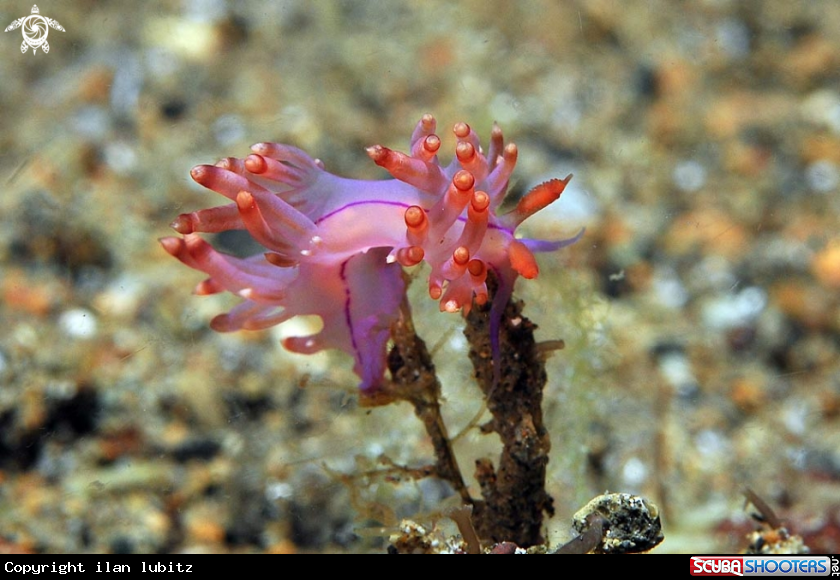 A nudibranch