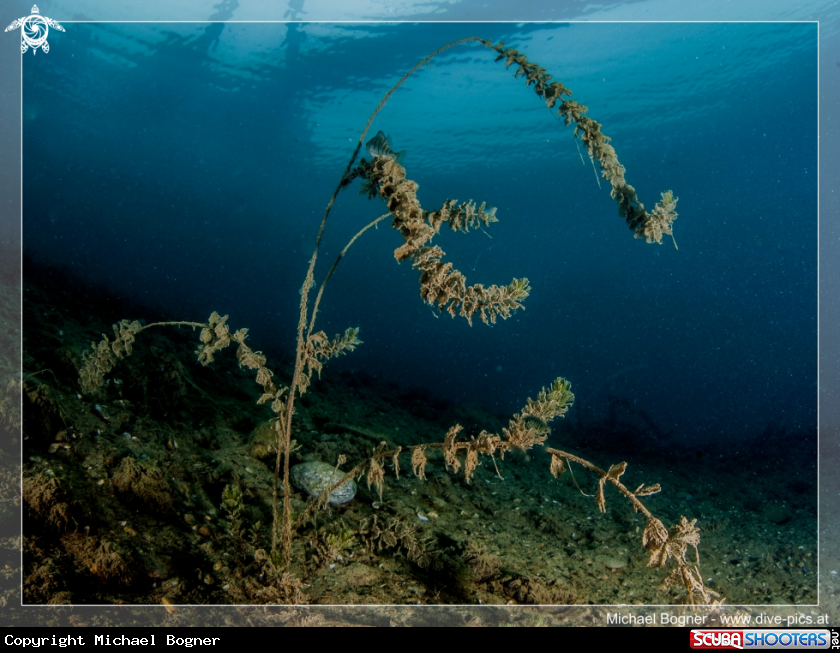 A underwater creature